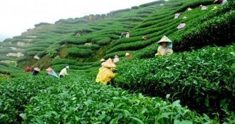 Чайные плантации в окресностях Силх