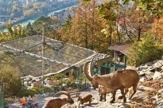 Горные козлы в Альпийском зоопарке Инсбр